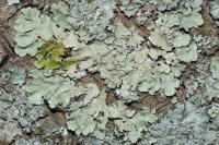 Flavoparmelia caperata