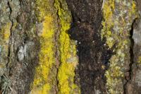 Chrysothrix candelaris