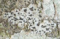 Arthonia radiata