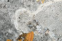 Aspicilia calcarea