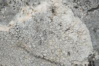 Aspicilia calcarea