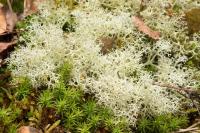 Cladonia portentosa