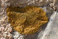 Xanthoria calcicola