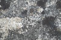 Myriolecis semipallida