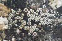 Myriolecis semipallida