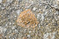 Calogaya decipiens