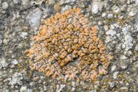 Calogaya decipiens