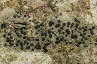 Amandinea punctata