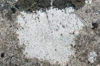 Aspicilia contorta