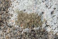 Aspicilia contorta