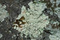 Flavoparmelia soredians