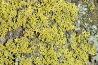 Candelaria concolor