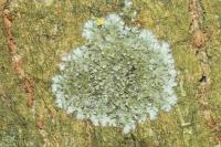 Hyperphyscia adglutinata