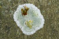 Phlyctis argena