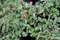 Cladonia macilenta
