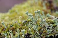 Cladonia fimbriata