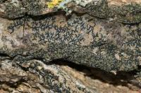 Opegrapha vulgata