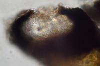 Opegrapha vulgata