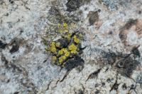 Athallia cerinella
