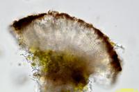 Athallia cerinella