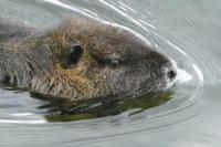 Myocastor coypus