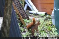 Sciurus vulgaris