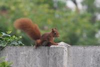 Sciurus vulgaris