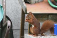 Sciurus vulgaris