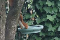 Sciurus vulgaris