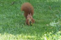 Sciurus vulgaris