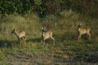 Capreolus capreolus