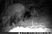 Sus scrofa