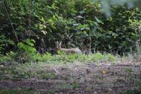 Oryctolagus cuniculus