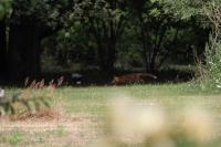Vulpes vulpes