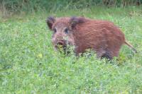 Sus scrofa