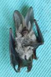 Plecotus austriacus