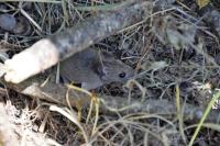 Apodemus sylvaticus