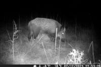 Sus scrofa