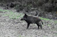 Sus scrofa