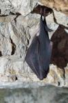 Rhinolophus ferrumequinum
