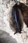 Myotis mystacinus