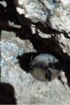 Myotis mystacinus