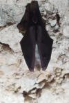 Rhinolophus ferrumequinum