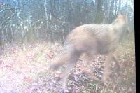 Canis lupus