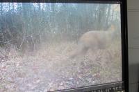 Canis lupus