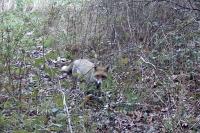 Vulpes vulpes