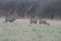 Capreolus capreolus