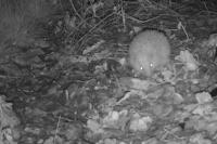 Erinaceus europaeus