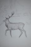 Cervus elaphus