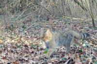 Felis silvestris